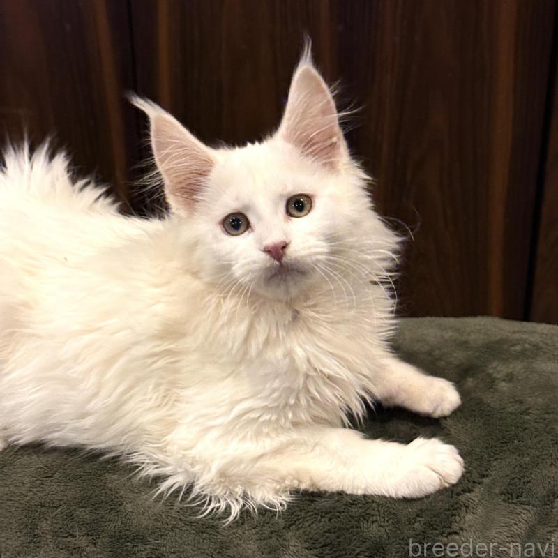 販売中の東京都のメインクーン-135028の1枚目