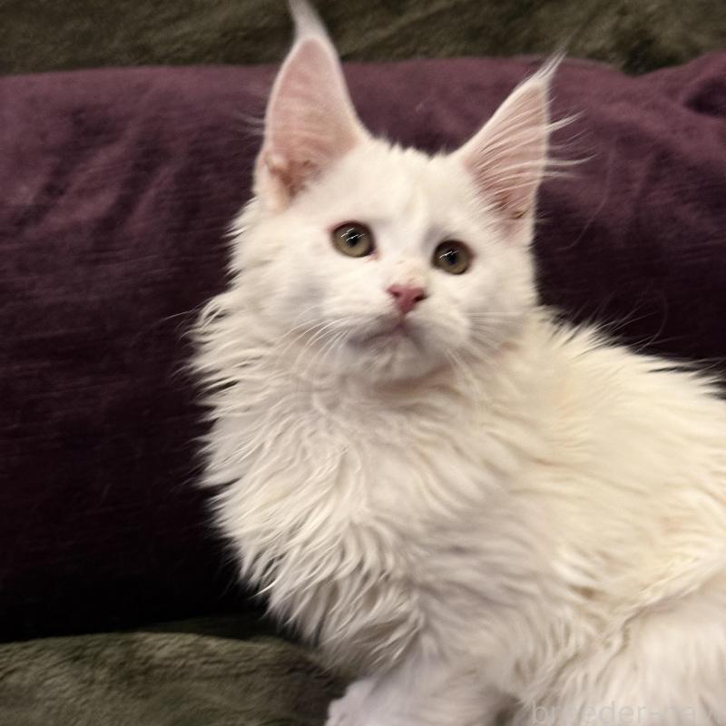 販売中の東京都のメインクーン-135028の6枚目