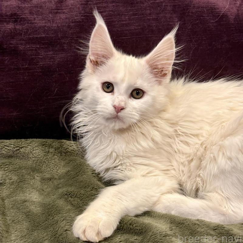 販売中の東京都のメインクーン-135028の5枚目