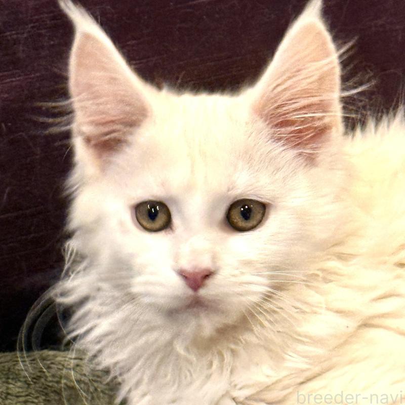 販売中の東京都のメインクーン-135028の4枚目