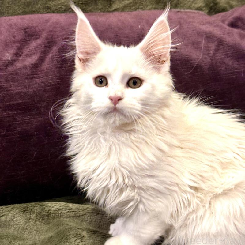 販売中の東京都のメインクーン-135028の3枚目