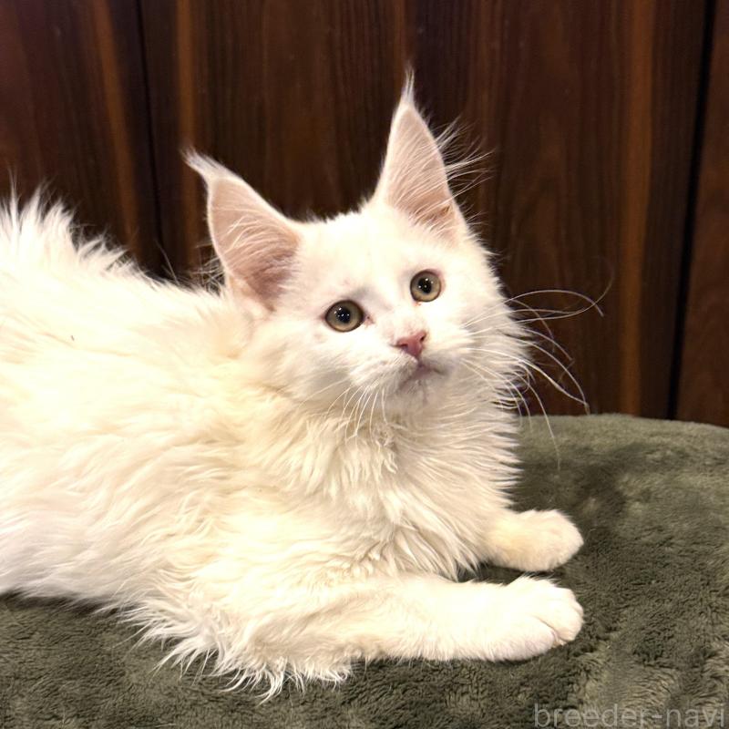 販売中の東京都のメインクーン-135028の2枚目