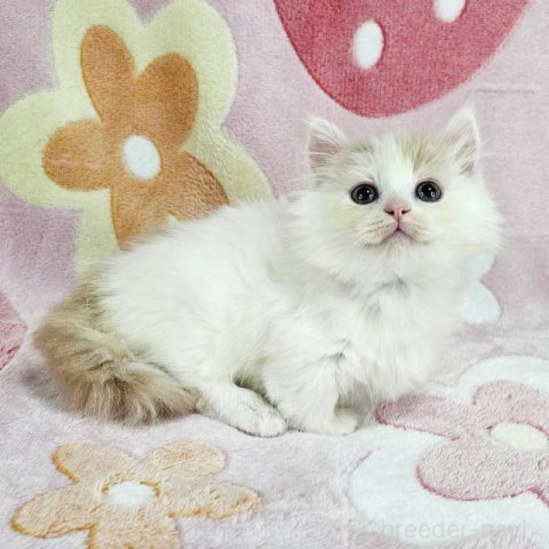 販売中の千葉県のマンチカン(短足)-135030の6枚目