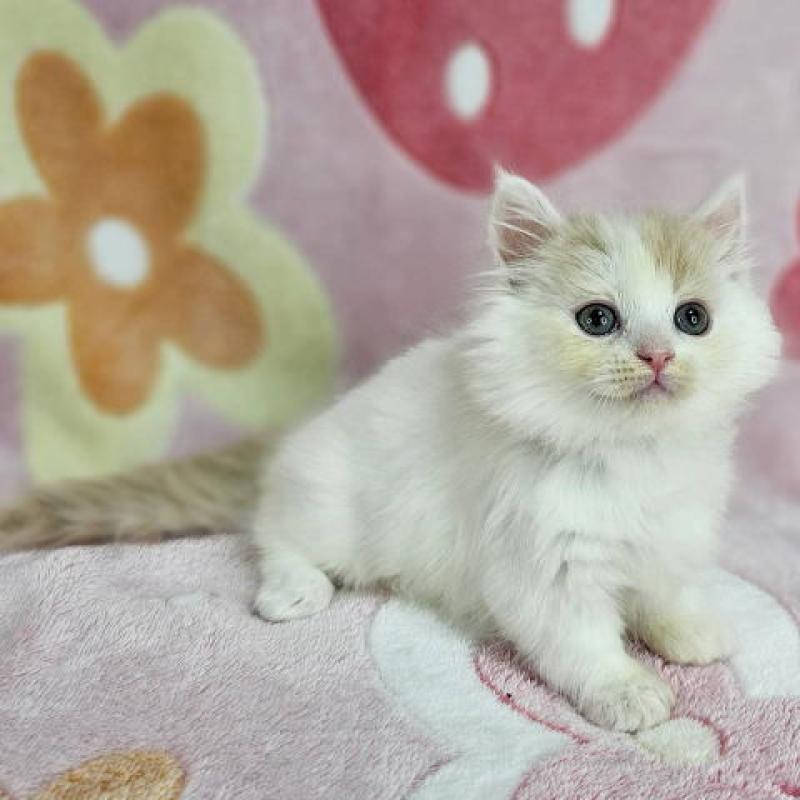 販売中の千葉県のマンチカン(短足)-135030の5枚目