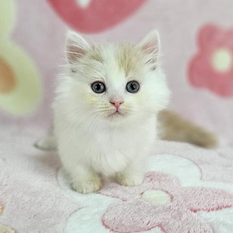 販売中の千葉県のマンチカン(短足)-135030の4枚目