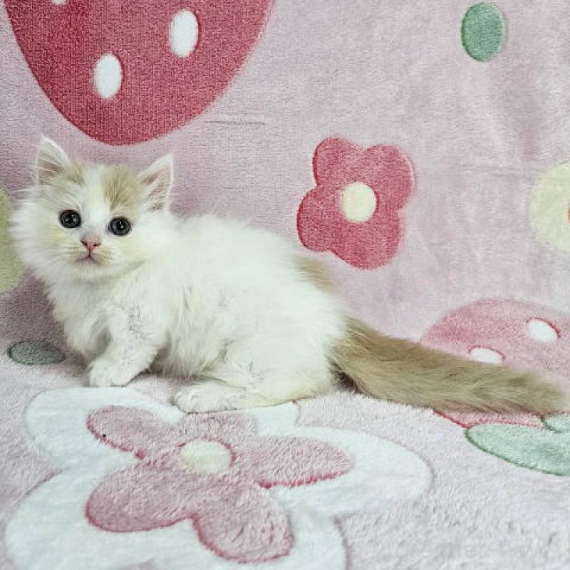 販売中の千葉県のマンチカン(短足)-135030の2枚目