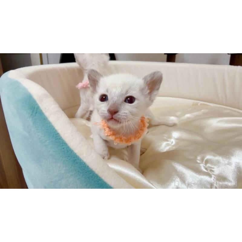 販売中の群馬県のトンキニーズ-135031の5枚目