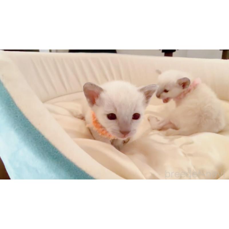 販売中の群馬県のトンキニーズ-135031の4枚目