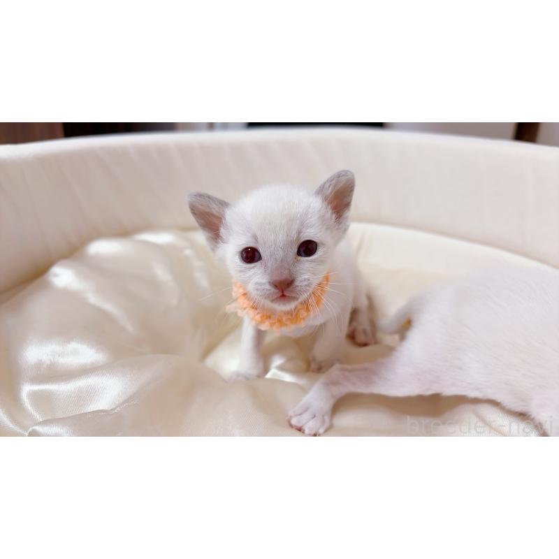 販売中の群馬県のトンキニーズ-135031の3枚目