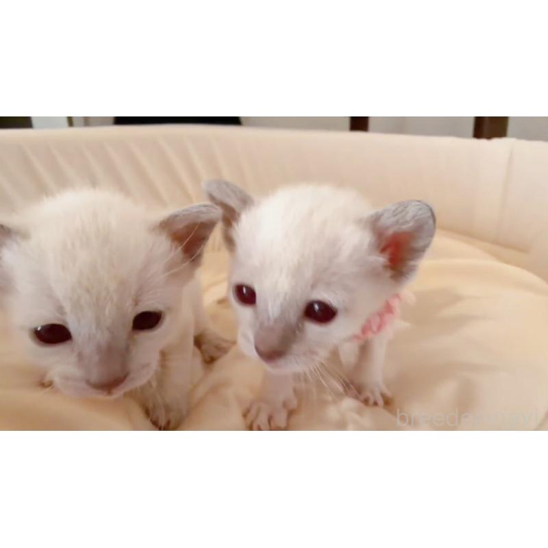 販売中の群馬県のトンキニーズ-135031の2枚目