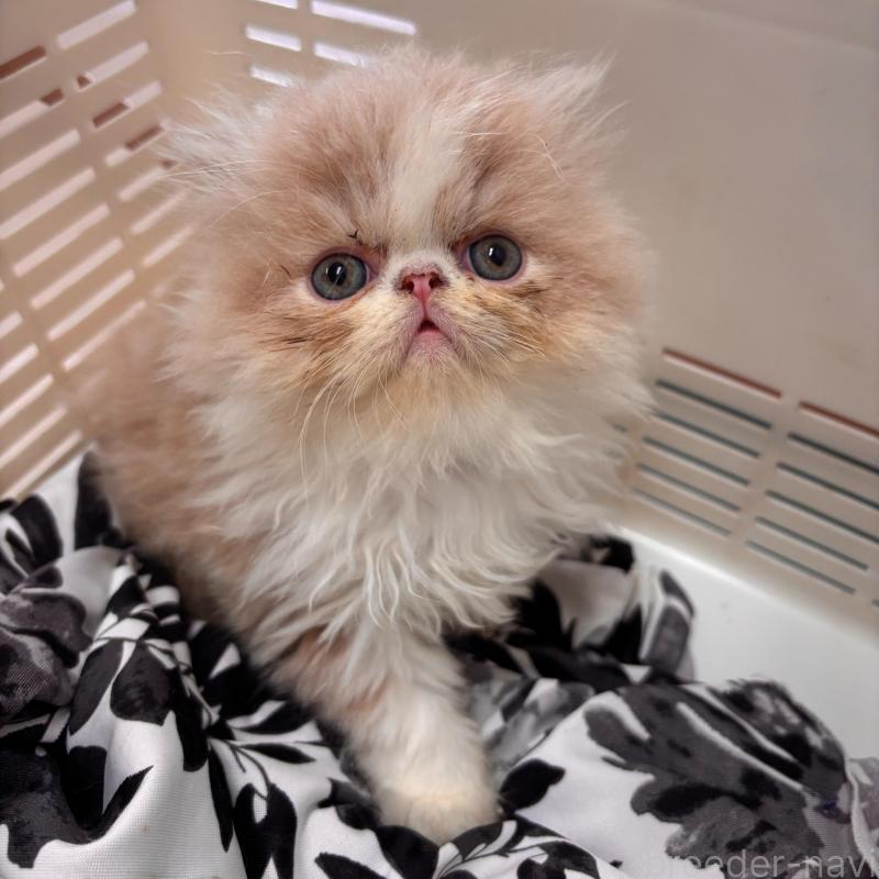 販売中の京都府のエキゾチックショートヘア-135032の1枚目