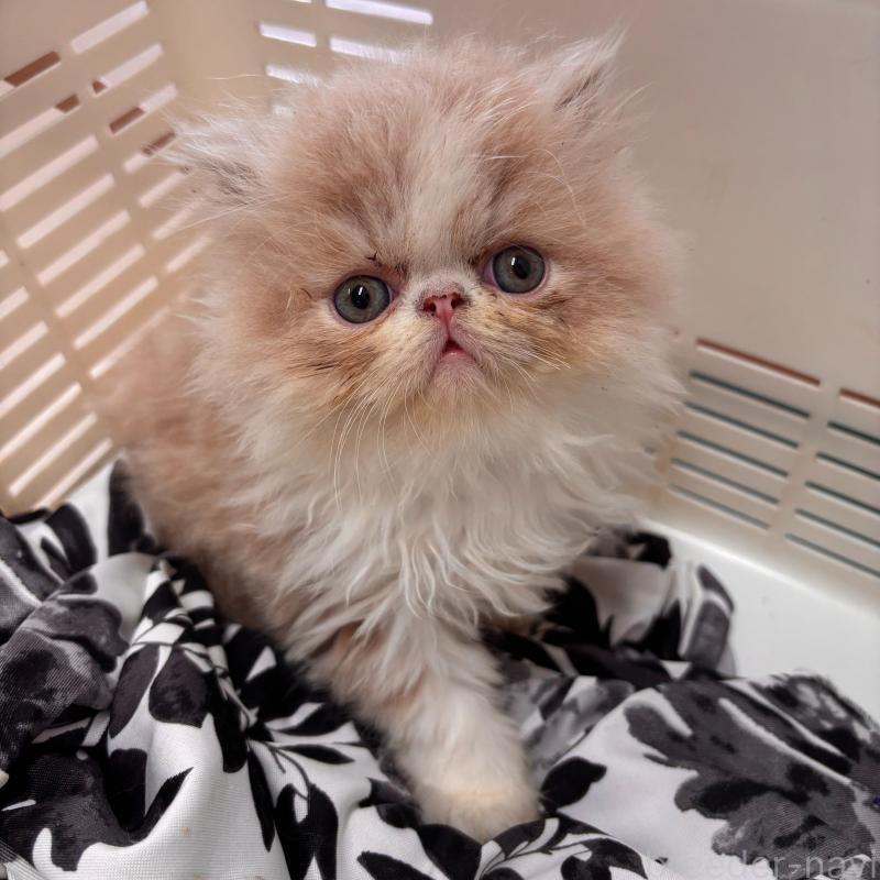 販売中の京都府のエキゾチックショートヘア-135032の8枚目