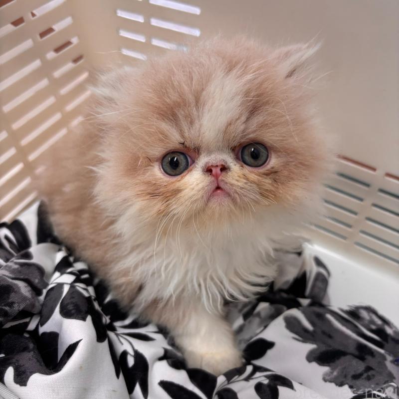 販売中の京都府のエキゾチックショートヘア-135032の7枚目