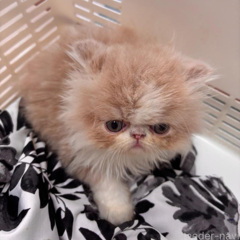 販売中の京都府のエキゾチックショートヘア-135032の6枚目