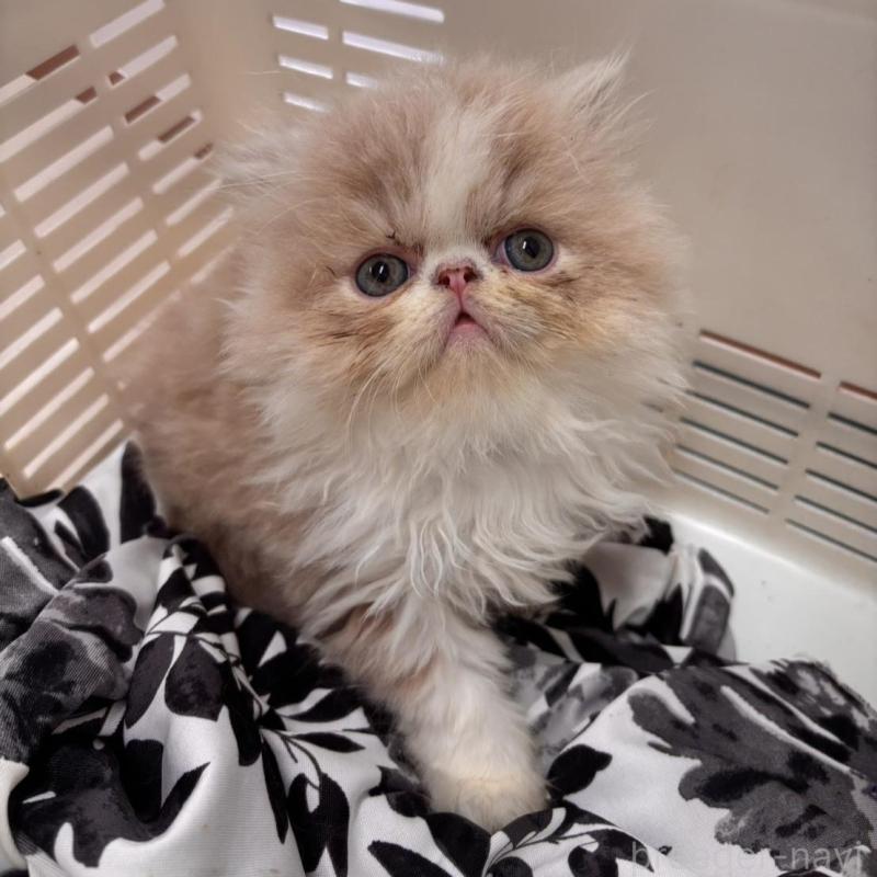 販売中の京都府のエキゾチックショートヘア-135032の5枚目