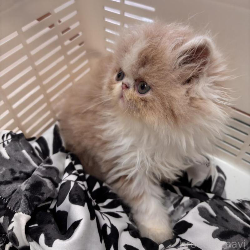 販売中の京都府のエキゾチックショートヘア-135032の4枚目