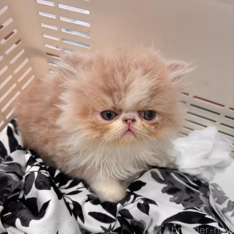 販売中の京都府のエキゾチックショートヘア-135032の2枚目