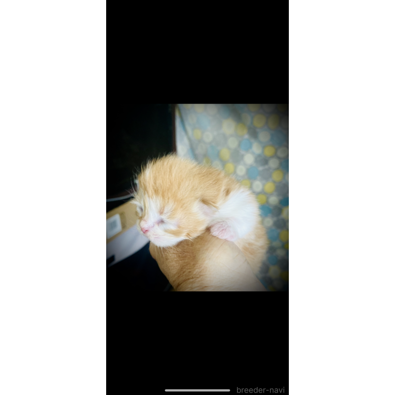 販売中の大阪府のミヌエット-135022の6枚目