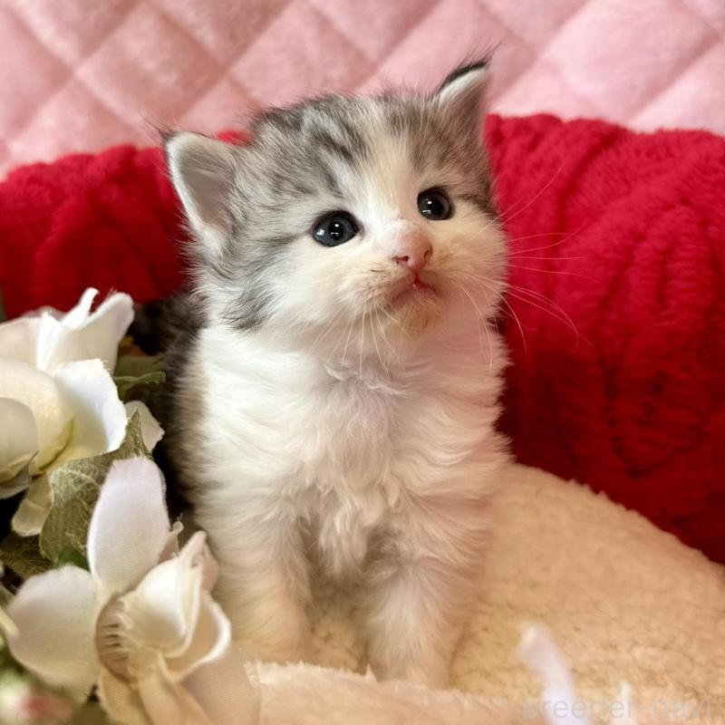 販売中の兵庫県のノルウェージャンフォレストキャット-135033の3枚目