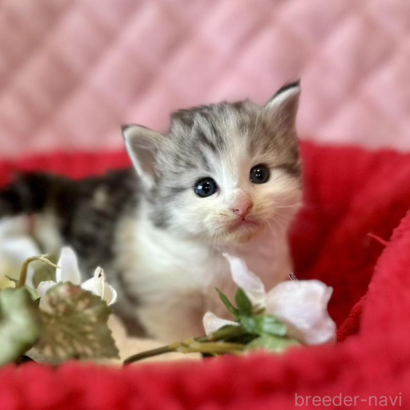 販売中の兵庫県のノルウェージャンフォレストキャット-135033の2枚目