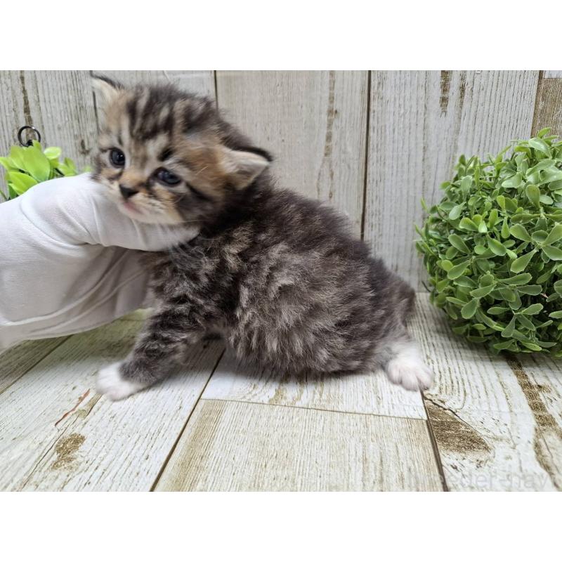 販売中の千葉県のミヌエット-135034の9枚目