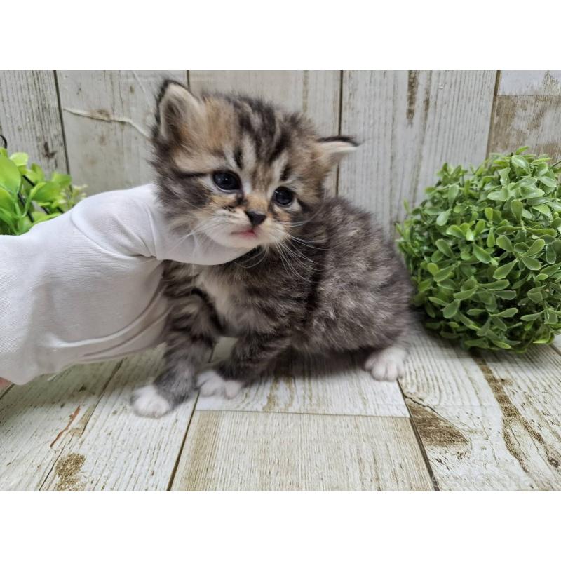 販売中の千葉県のミヌエット-135034の8枚目