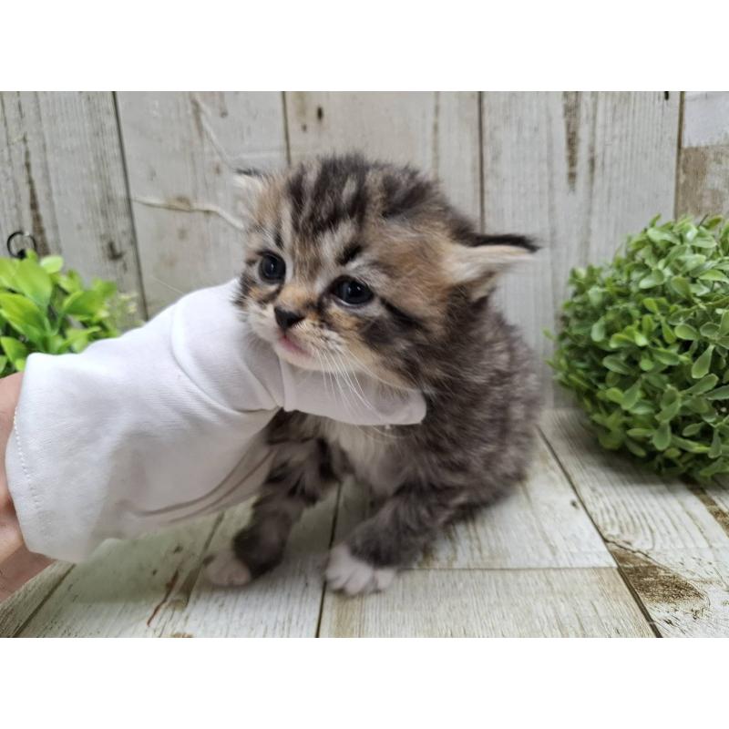 販売中の千葉県のミヌエット-135034の6枚目