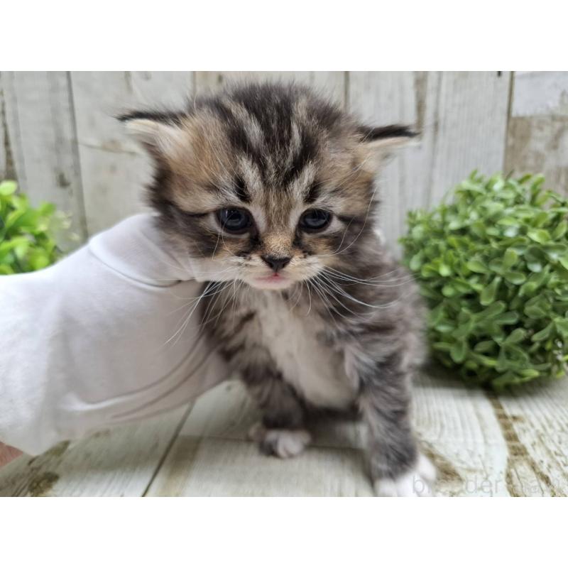 販売中の千葉県のミヌエット-135034の5枚目