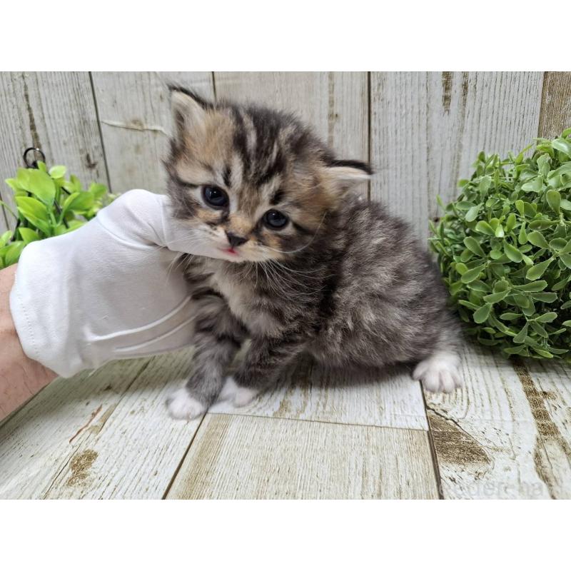 販売中の千葉県のミヌエット-135034の4枚目