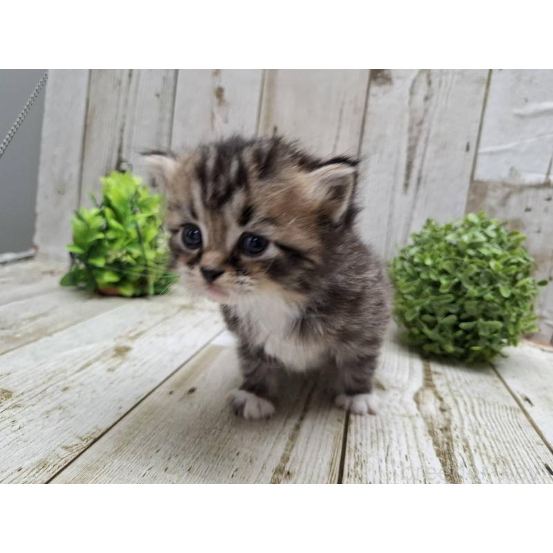 販売中の千葉県のミヌエット-135034の3枚目