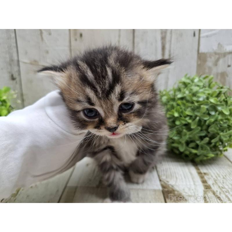 販売中の千葉県のミヌエット-135034の2枚目