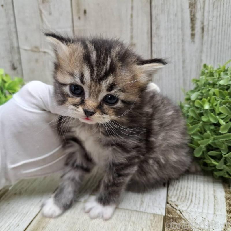 販売中の千葉県のミヌエット-135034