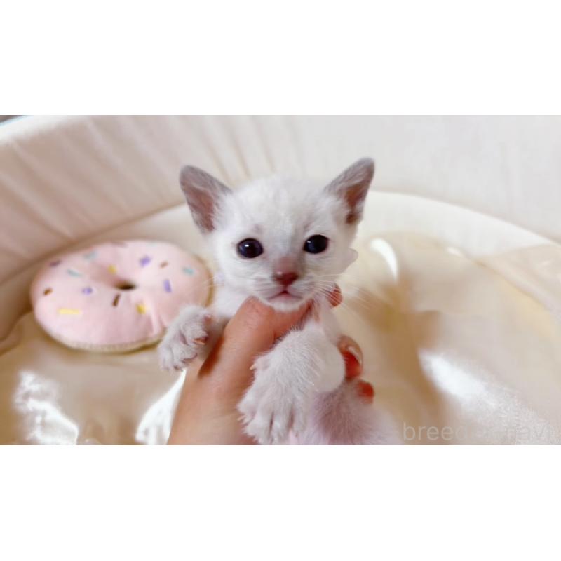 販売中の群馬県のトンキニーズ-135035の5枚目