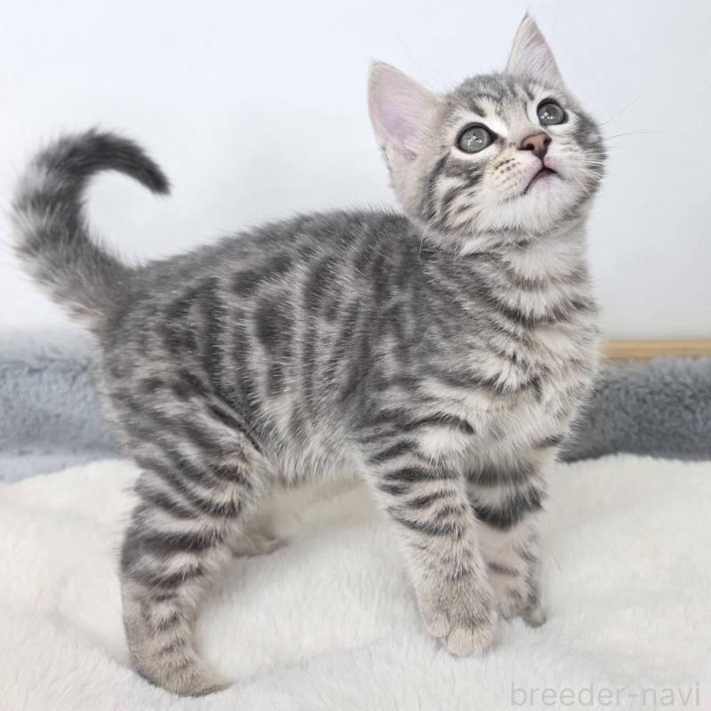 販売中の茨城県のジェネッタ-135036の5枚目