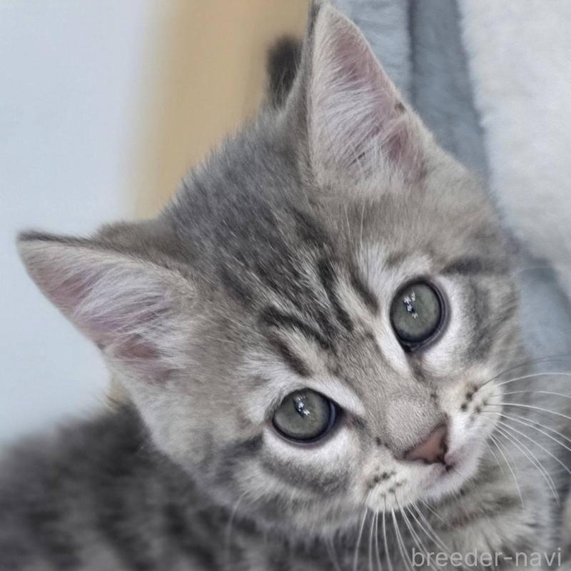 販売中の茨城県のジェネッタ-135036の4枚目