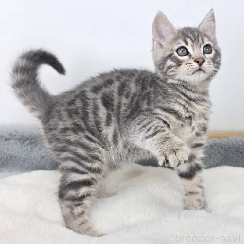 販売中の茨城県のジェネッタ-135036の3枚目