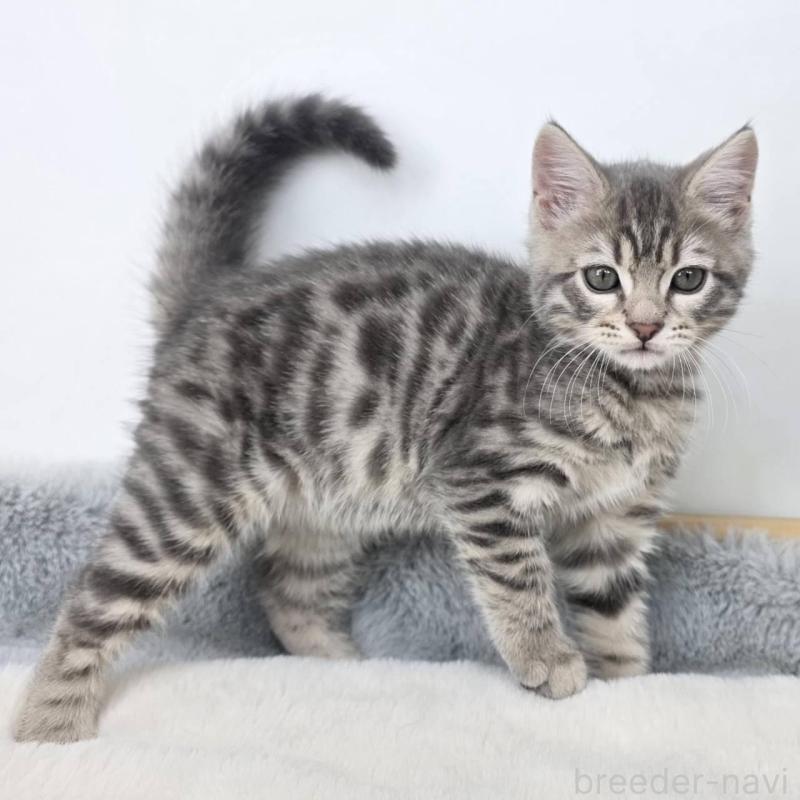 販売中の茨城県のジェネッタ-135036の2枚目