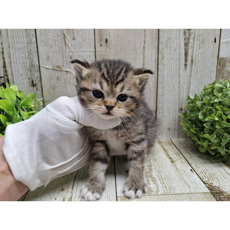 販売中の千葉県のミヌエット-135037の10枚目