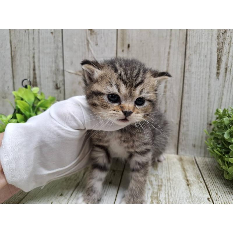 販売中の千葉県のミヌエット-135037の9枚目