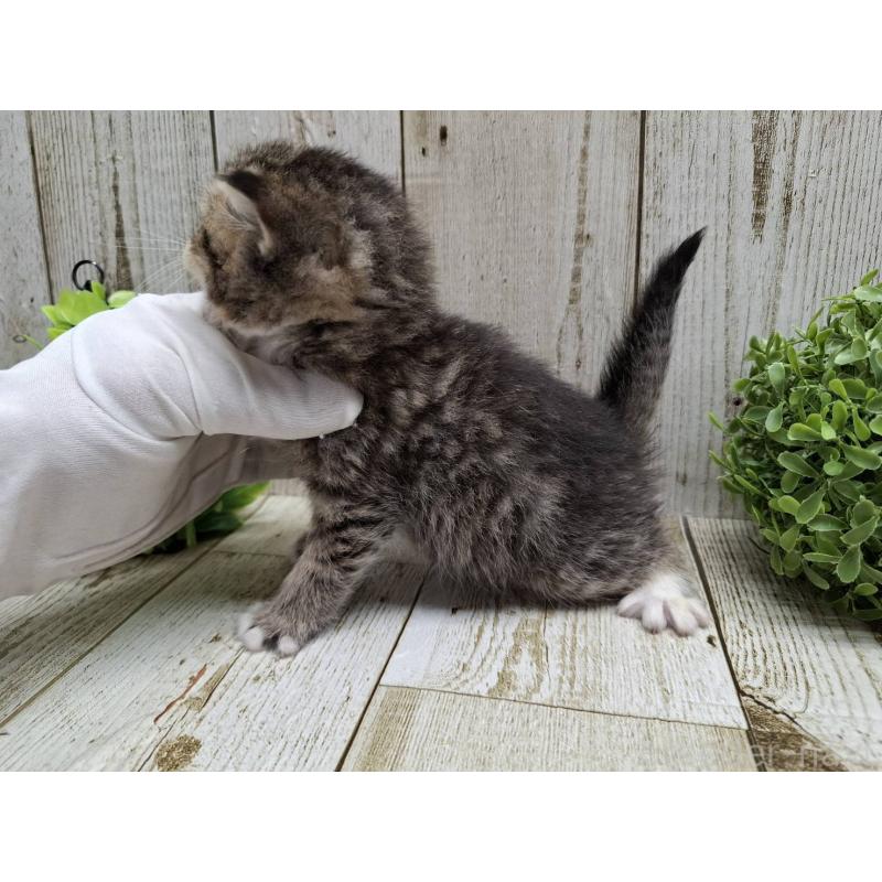 販売中の千葉県のミヌエット-135037の8枚目