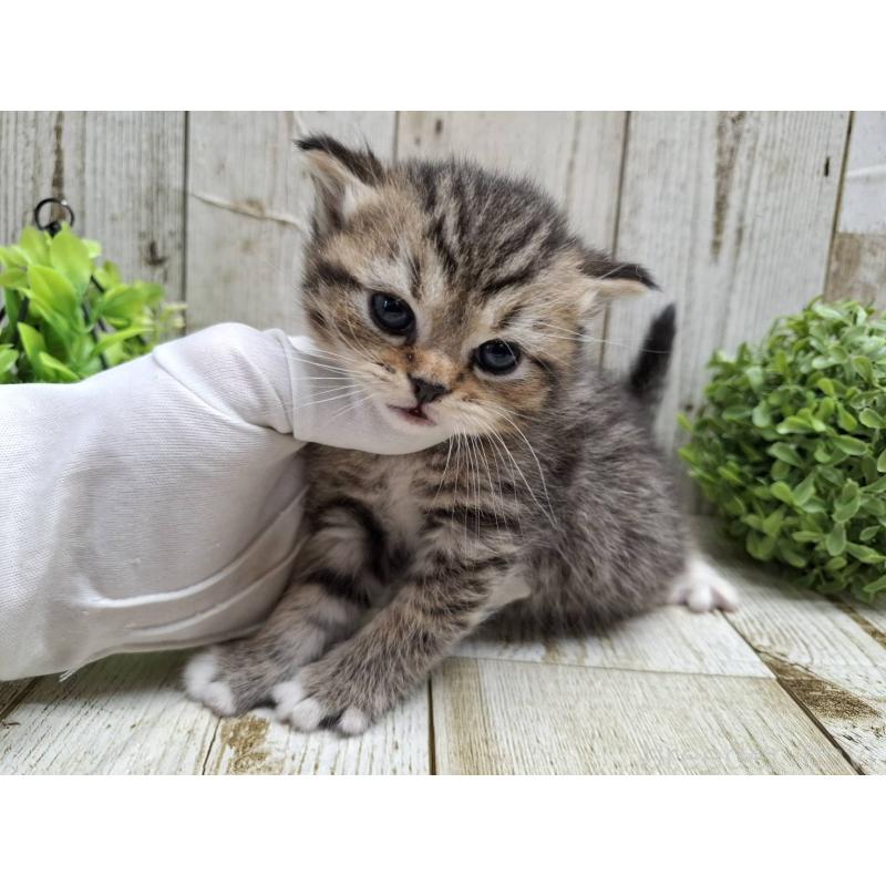 販売中の千葉県のミヌエット-135037の7枚目