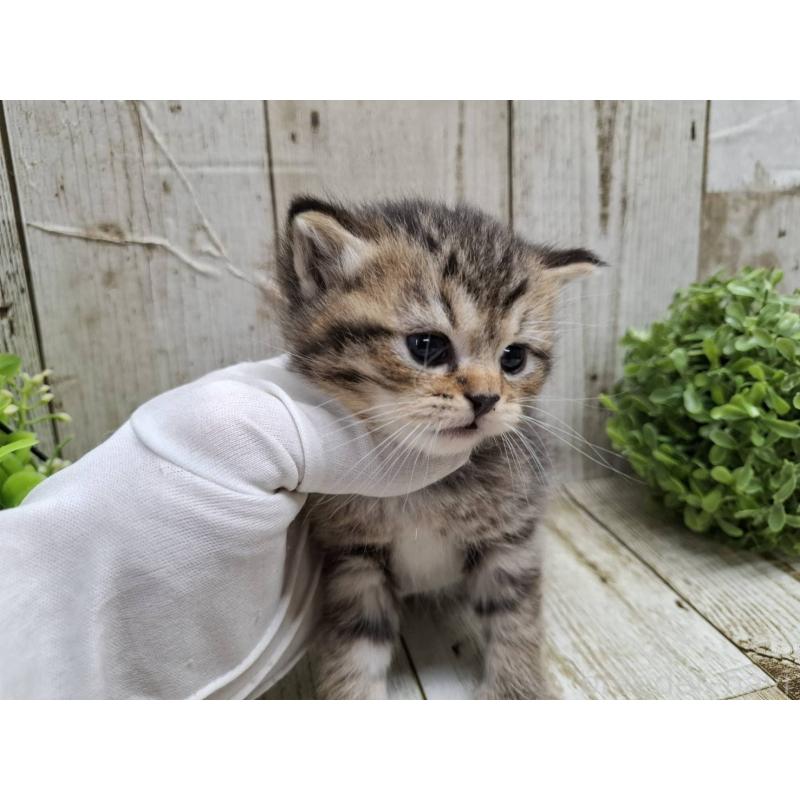 販売中の千葉県のミヌエット-135037の6枚目