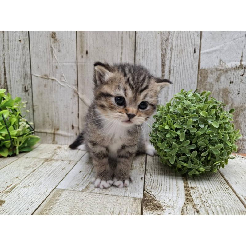 販売中の千葉県のミヌエット-135037の5枚目