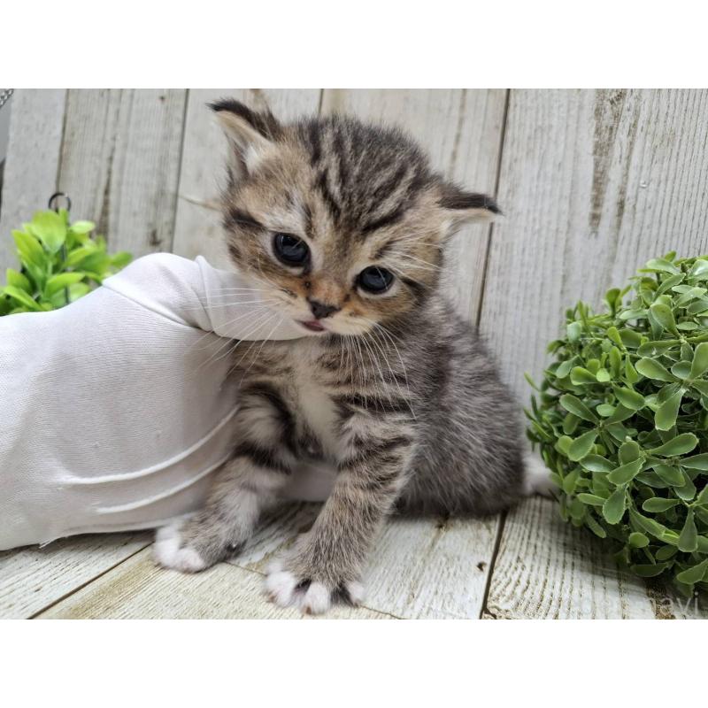 販売中の千葉県のミヌエット-135037の4枚目