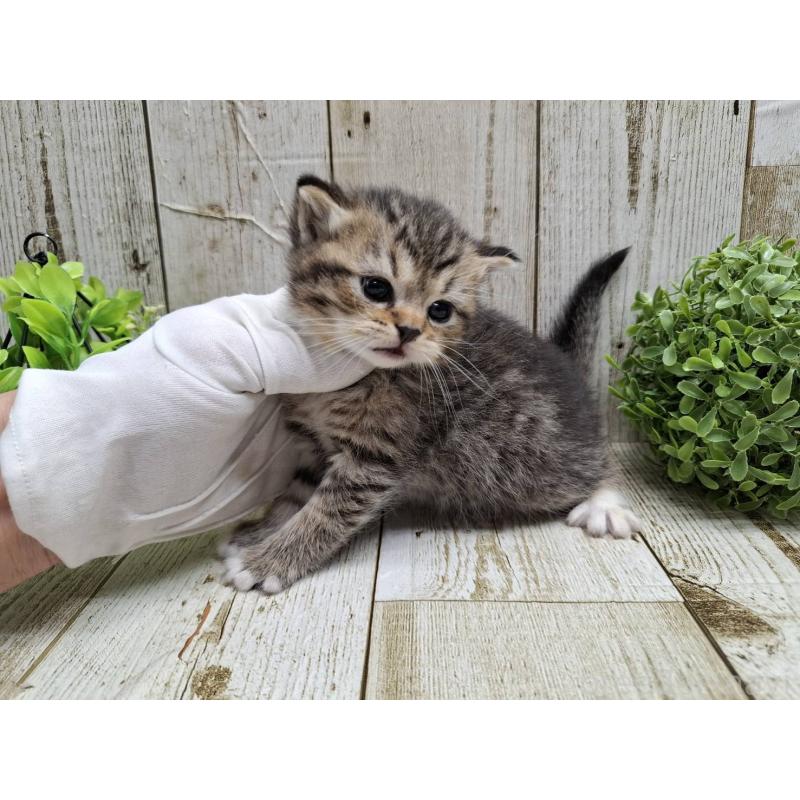 販売中の千葉県のミヌエット-135037の3枚目