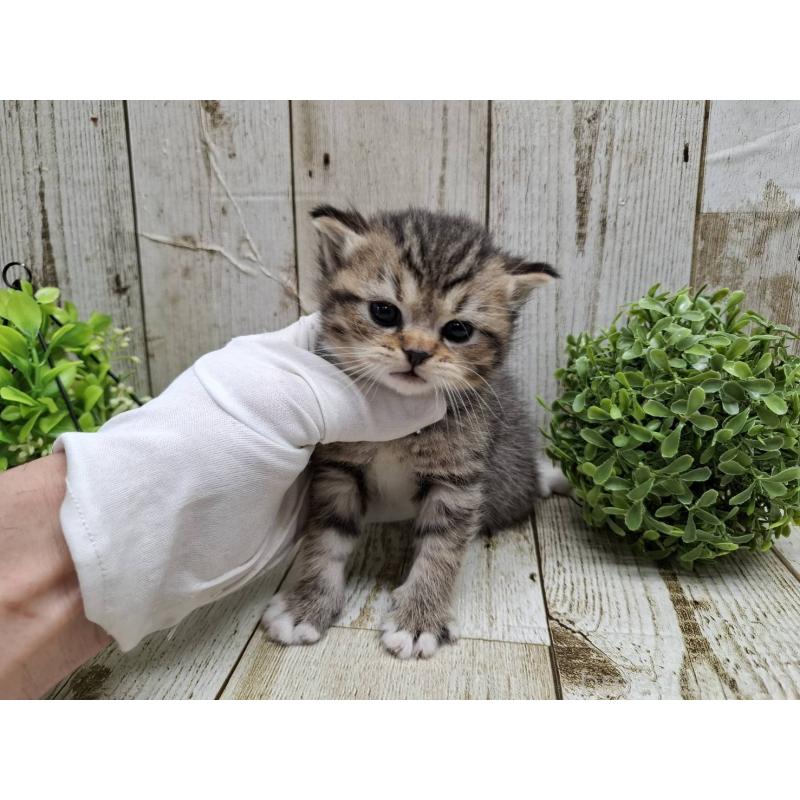 販売中の千葉県のミヌエット-135037の2枚目