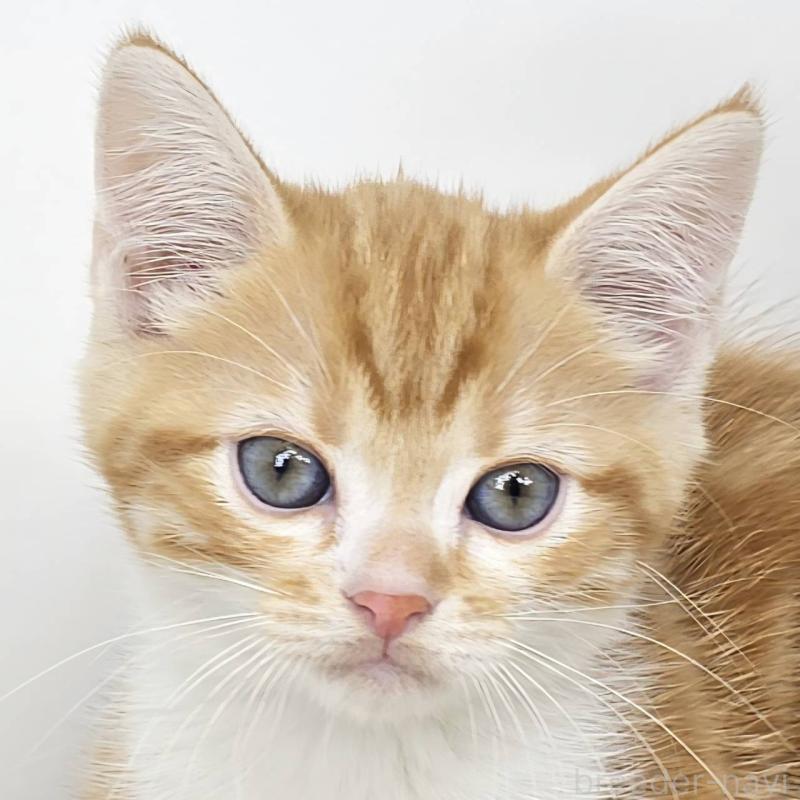 販売中の茨城県のマンチカン-135038の1枚目