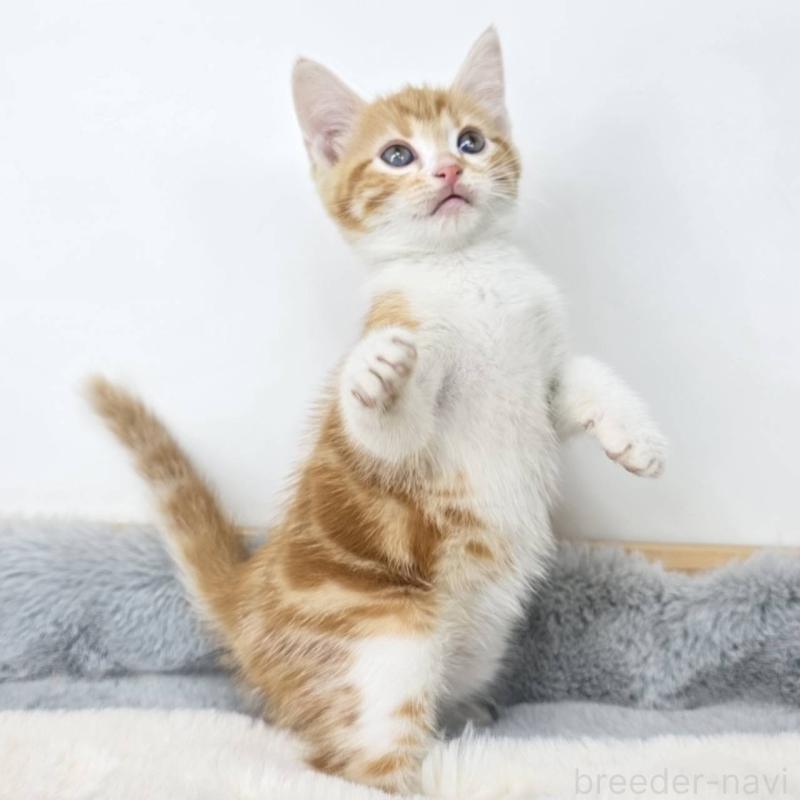 販売中の茨城県のマンチカン-135038の5枚目