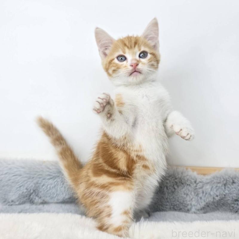 販売中の茨城県のマンチカン-135038の4枚目