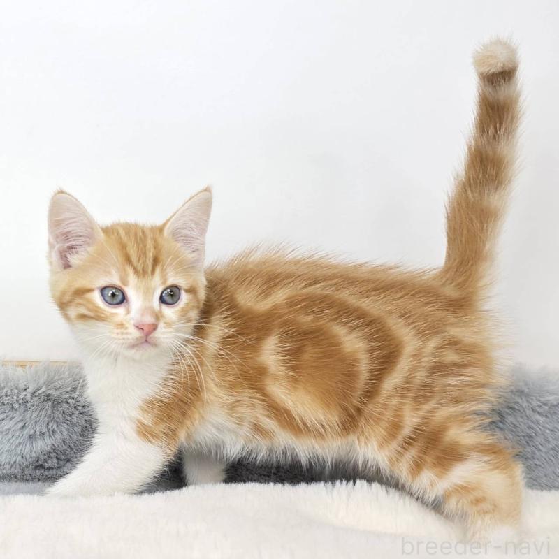 販売中の茨城県のマンチカン-135038の3枚目